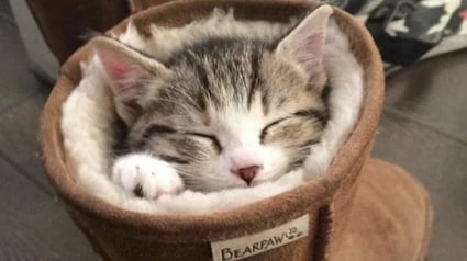 Illustration : 13 chats qui ne peuvent pas résister à un petit coin douillet
