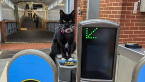 Après avoir pris le train, ce chat se retrouve à plus de 28 kilomètres ...