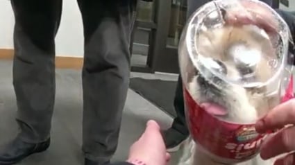 Illustration : A défaut de vétérinaire, ils emmènent leur chien au poste de police pour qu'on les aide à sortir sa tête d'un bocal à friandises