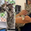 Illustration : Arrivé en refuge pour adopter un chat, cet homme change d'avis après une double rencontre