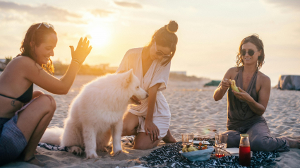 Illustration : 5 activités à partager avec son chien au printemps