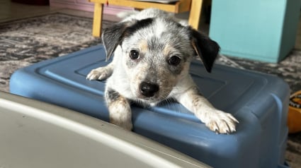Illustration : Né dans une maison abandonnée, ce chiot apprend à aller de l'avant et à profiter pleinement de sa jeunesse 