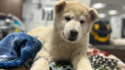 Illustration : Un chiot reçoit le nom de Miracle après avoir été blessé par son propriétaire et laissé sans soins dans le froid