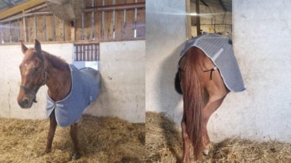 Illustration : Des pompiers assurent le sauvetage insolite d’un cheval bloqué dans l’encadrement d’une fenêtre 