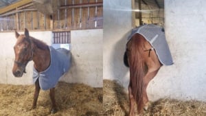 Illustration : Des pompiers assurent le sauvetage insolite d’un cheval bloqué dans l’encadrement d’une fenêtre 