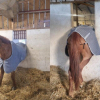 Illustration : Des pompiers assurent le sauvetage insolite d&rsquo;un cheval bloqu&eacute; dans l&rsquo;encadrement d&rsquo;une fen&ecirc;tre 
