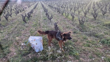 Illustration : Une femme et sa fille aperçoivent un chien abandonné dans les vignes avec un sac et décident de lui venir en aide