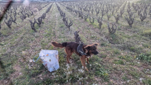 Illustration : Une femme et sa fille aperçoivent un chien abandonné dans les vignes avec un sac et décident de lui venir en aide