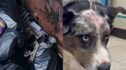 Illustration : 5 malfaiteurs filmés en train de jeter un chien dans une poubelle sont activement recherchés (vidéo) 