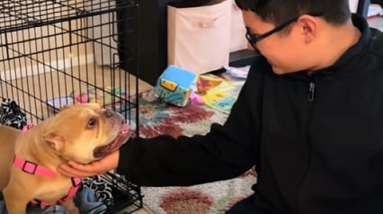 Illustration : Cette chienne autrefois utilisée pour la reproduction découvre la vie sous un autre prisme dans sa nouvelle maison (vidéo)