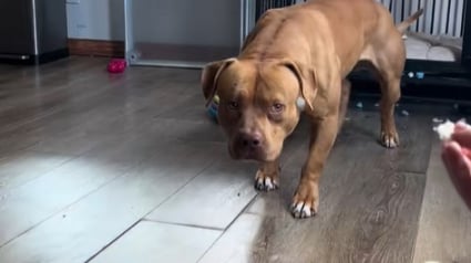 Illustration : Après avoir passé 11 jours cloîtré dans une cage par peur de sortir, ce chien fait ses premiers pas vers la liberté (vidéo) 
