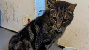 Illustration : Un chat de 17 ans prend un nouveau départ dans un foyer aimant après que sa propriétaire négligente a été condamnée
