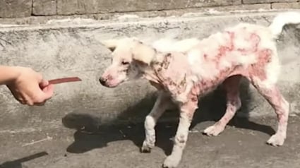 Illustration : Une chienne errante couverte de plaques rouges et quasiment dépourvue de poils choisit de faire confiance à sa sauveuse