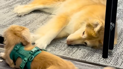 Illustration : 2 chiens séparés par une porte vitrée au bureau vivent une romance digne d'un film à l'eau de rose (vidéo)