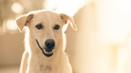 Illustration : 9 indices révélant la grande intelligence des chiens 