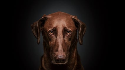 Illustration : 9 raisons qui font qu’un chien n’aime pas forcément tout le monde