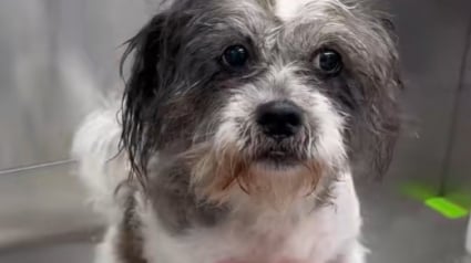 Illustration : Une simple vidéo change la vie d'une chienne de refuge qui n'intéressait personne