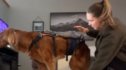 Illustration : L’immense joie d’un propriétaire qui voit son chien paralysé se tenir debout pendant quelques secondes (vidéo)