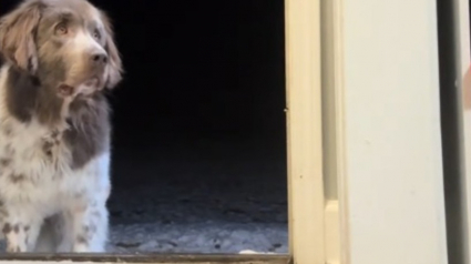 Illustration : Une adoptante patiente et dévouée déploie de nombreux efforts pour encourager un chien craintif à rentrer à la maison (vidéo)