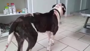 Illustration : "Un chien trouve la force de rebondir et ne perd pas confiance en l'humain malgré l'attaque à la machette dont il a été victime (vidéo)"
