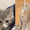 Illustration : Un chaton vulnérable rencontre une famille féline, les 4 résidents réagissent chacun à leur manière, mais tous finissent par l’adopter (vidéo)