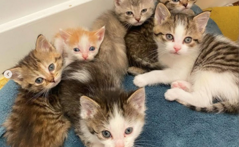 Abandonnés par leur famille, ces 6 chatons trouvent enfin refuge chez une amoureuse des animaux, où leur vie prend un tournant heureux