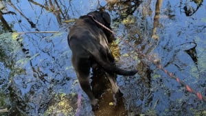Illustration : Un chien introuvable depuis une semaine et coincé au bord d'une rivière est repéré par des passants juste à temps
