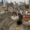Illustration : 20 photos de chats qui ont décidé qu’un cimetière était le meilleur endroit pour flâner