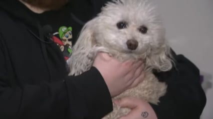 Illustration : Une petite chienne édentée repousse courageusement un intrus ayant fait irruption chez ses humains alors qu'il fuyait la police (vidéo)