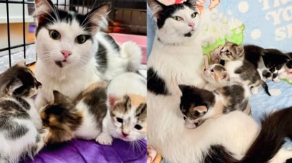 Illustration : Abandonnée par sa famille alors qu’elle était gestante, cette chatte a pu compter sur le soutien d’un voisin bienveillant