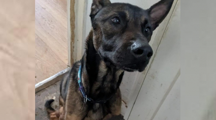 Illustration : Un chien cachectique et enfermé dans l'appartement de sa propriétaire ayant déménagé voit le bout du tunnel grâce à l'intervention de bénévoles