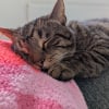 Illustration : Il découvre un chat réfugié dans son placard et apprend la triste raison qui pousse le félin à se cacher
