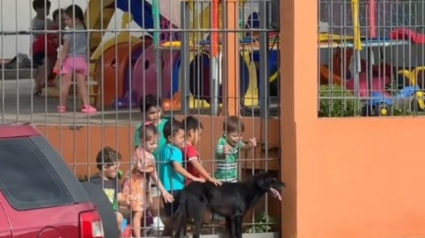 Illustration : L'adorable rituel quotidien d'un chien errant qui s'arrête devant une école maternelle pour apprendre l'empathie aux enfants et recevoir leurs caresses (vidéo)