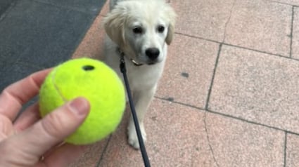 Illustration : Un chiot réalise le rêve de nombreux chiens après avoir croisé un livreur de balles de tennis (vidéo) 