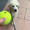 Illustration : Un chiot réalise le rêve de nombreux chiens après avoir croisé un livreur de balles de tennis (vidéo) 