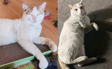 Un chat errant très amical trouve enfin refuge dans une famille et s’y épanouit pleinement (vidéo)