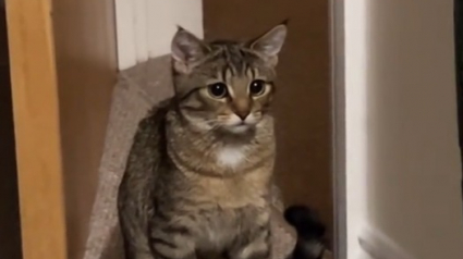 Illustration : Lorsque ce chat voit sa propriétaire caresser l’un de ses congénères, il a une réaction presque humaine (vidéo) 
