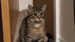 Illustration : "Lorsque ce chat voit sa propriétaire caresser l’un de ses congénères, il a une réaction presque humaine (vidéo) "
