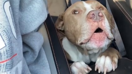Illustration : Ce chien émeut ses adoptants en leur faisant enfin entendre sa voix après 2 années de mutisme (vidéo)