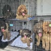 Illustration : Victimes d&rsquo;un &eacute;levage intensif, 9 chiens maltrait&eacute;s ont &eacute;t&eacute; sauv&eacute;s de l&rsquo;enfer et ont d&eacute;couvert l&rsquo;amour des humains