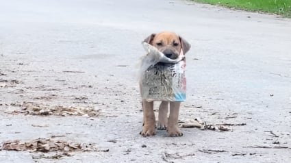 Illustration : Gravement malade et livré à lui-même, cet adorable chiot a proposé un cadeau en échange de son sauvetage (vidéo)