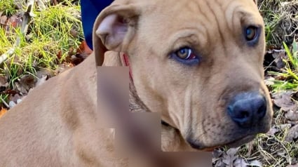Illustration : Ce chien "ronfle de bonheur" chez sa nouvelle famille après avoir connu l'abandon et une blessure au cou causée par une corde (vidéo)