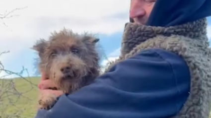 Illustration : Le sauvetage haletant d'une chienne prise au piège dans une cavité souterraine après plusieurs jours de fugue (vidéo)