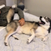 Illustration : Ce magnifique Husky ignore totalement les appels de son maître, mais se précipite dès qu'il entend le générique de son dessin animé préféré (vidéo)