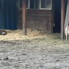 Illustration : Un couple de fermiers oublie de fermer son portail et découvre un chien errant au milieu de son troupeau, comme s’il les avait choisis