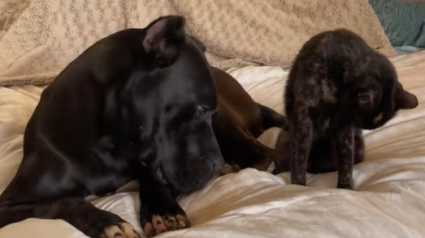 Illustration : À force de passer trop de temps avec ses amis félins, ce Cane Corso se comporte comme un chat (vidéo) 