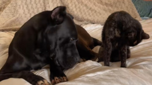 Illustration : À force de passer trop de temps avec ses amis félins, ce Cane Corso se comporte comme un chat (vidéo) 