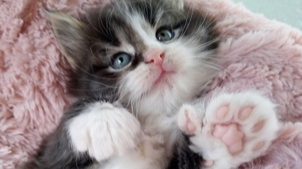 Illustration : Ce chaton est le seul de sa portée à être né avec beaucoup plus d’orteils que la normale 
