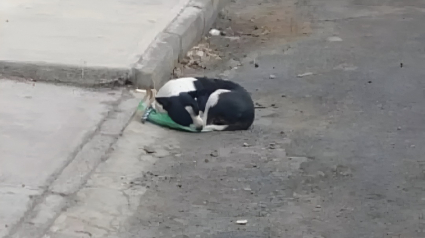 Illustration : Jetée en pleine rue avec son sac de jouets, cette petite chienne a eu la chance de croiser la route d’une bonne âme qui lui a sauvé la vie