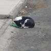 Illustration : Jetée en pleine rue avec son sac de jouets, cette petite chienne a eu la chance de croiser la route d’une bonne âme qui lui a sauvé la vie